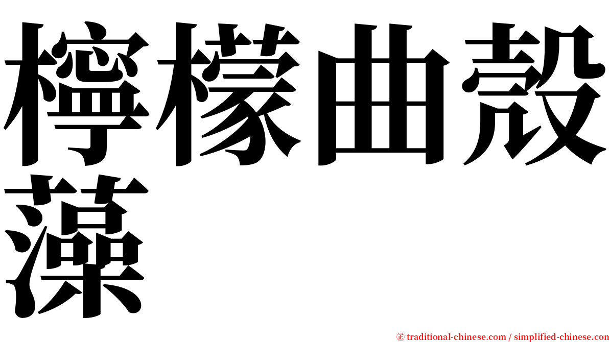 檸檬曲殼藻 serif font