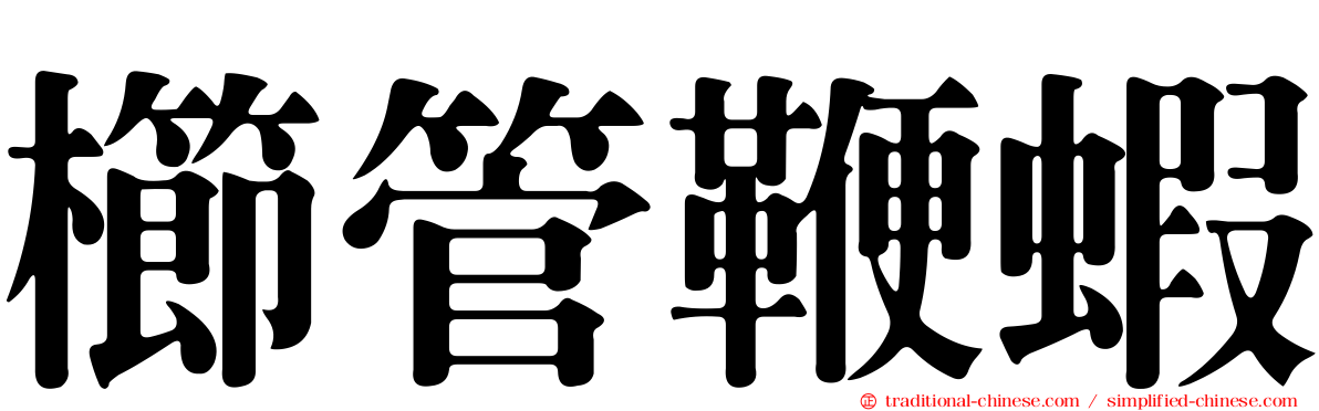 櫛管鞭蝦