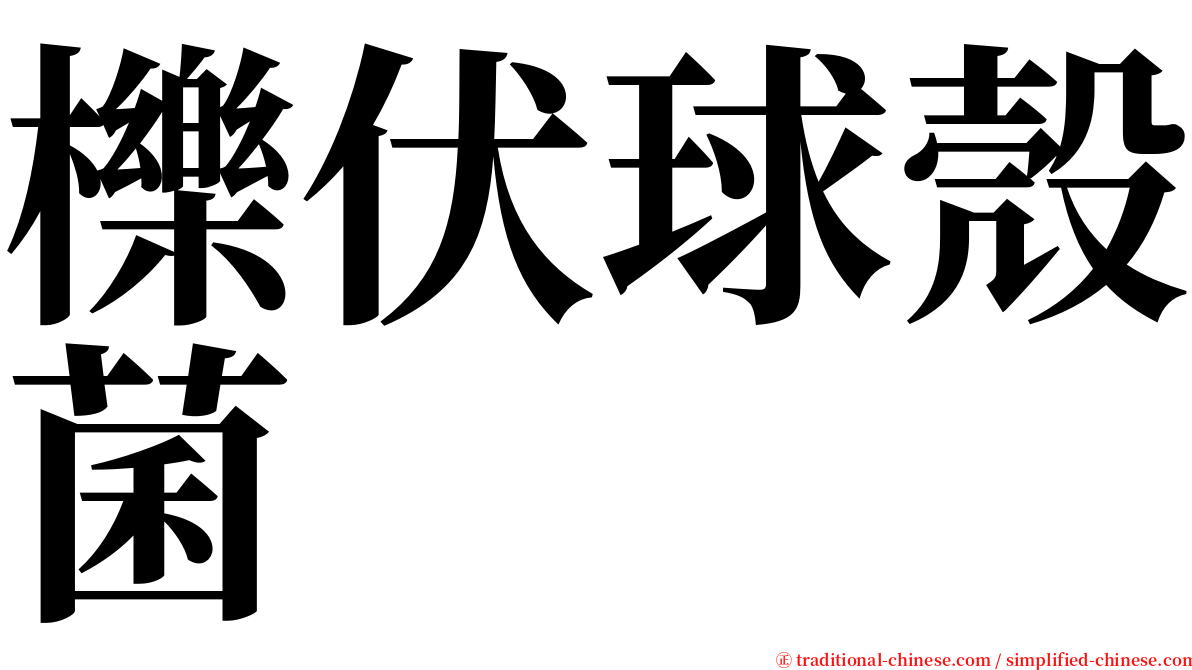 櫟伏球殼菌 serif font