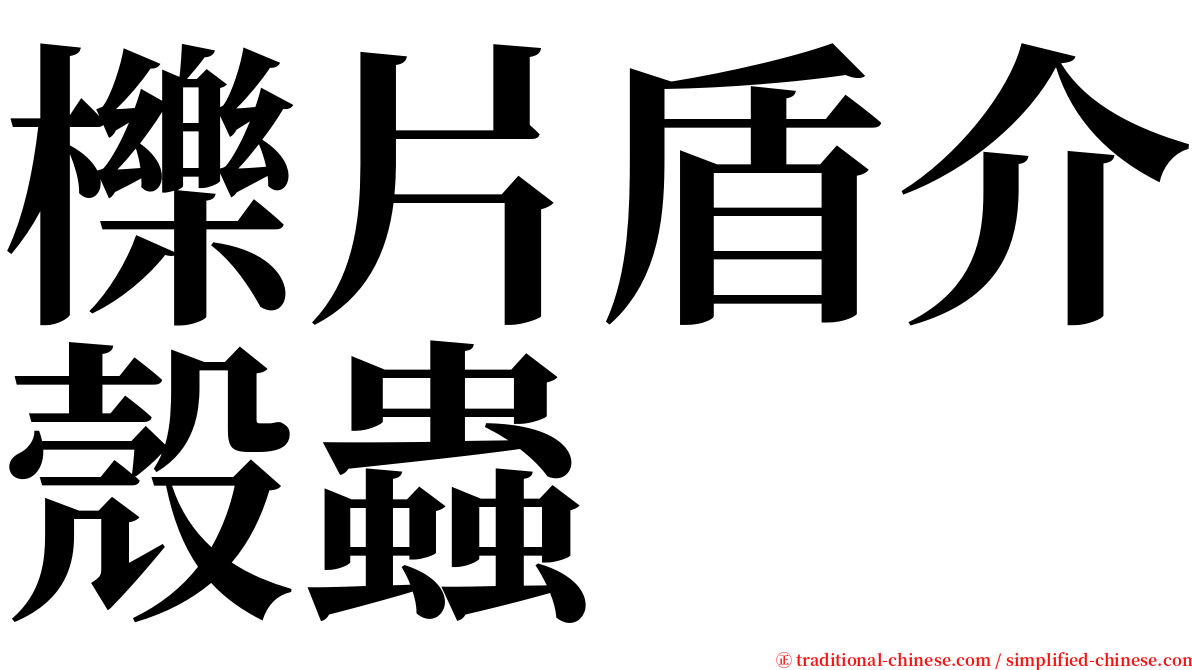 櫟片盾介殼蟲 serif font