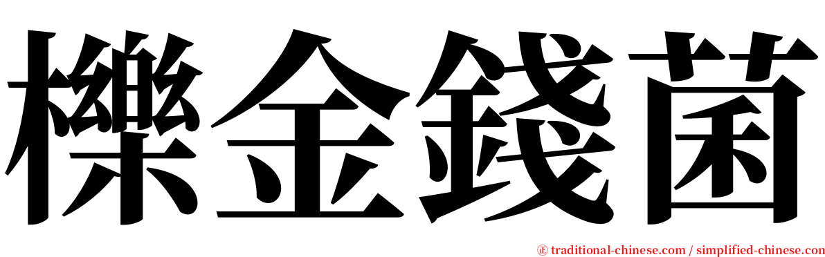 櫟金錢菌 serif font