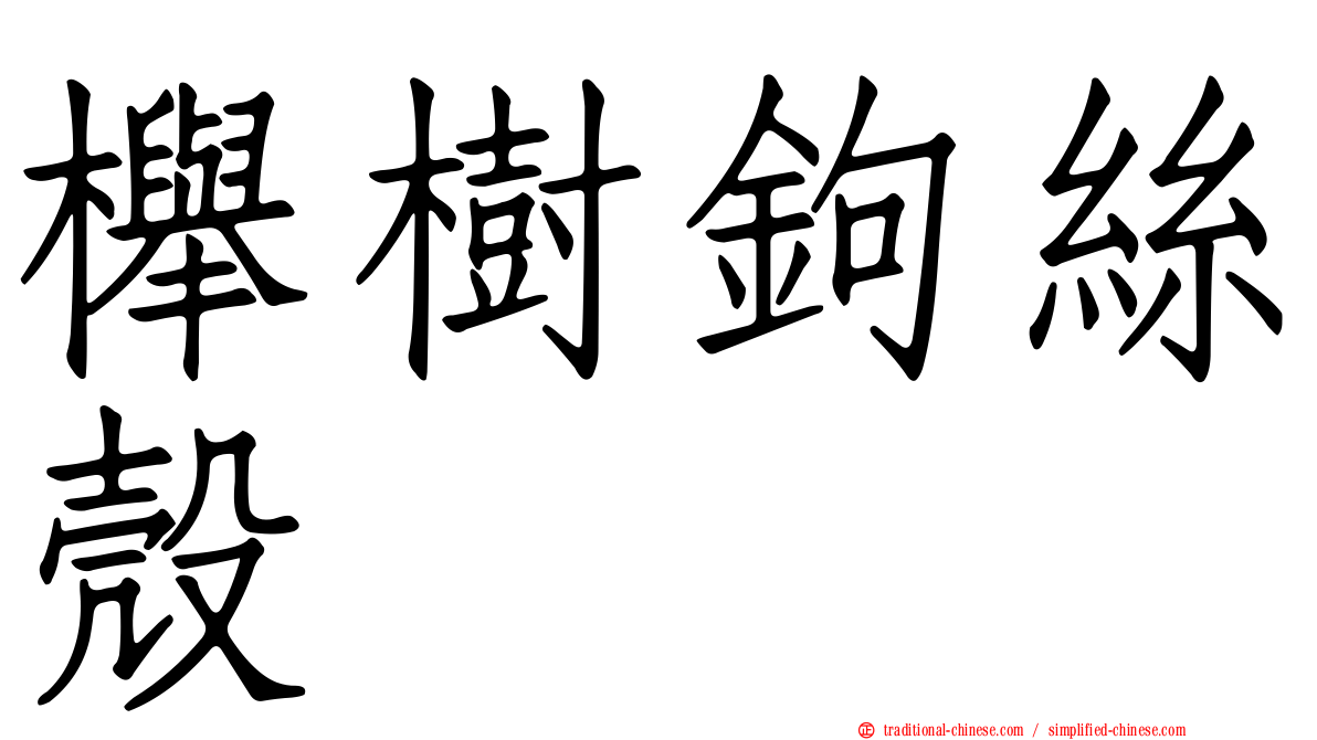 櫸樹鉤絲殼
