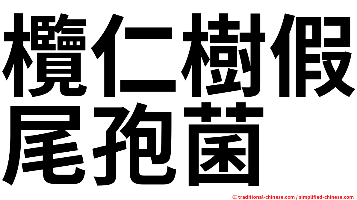 欖仁樹假尾孢菌