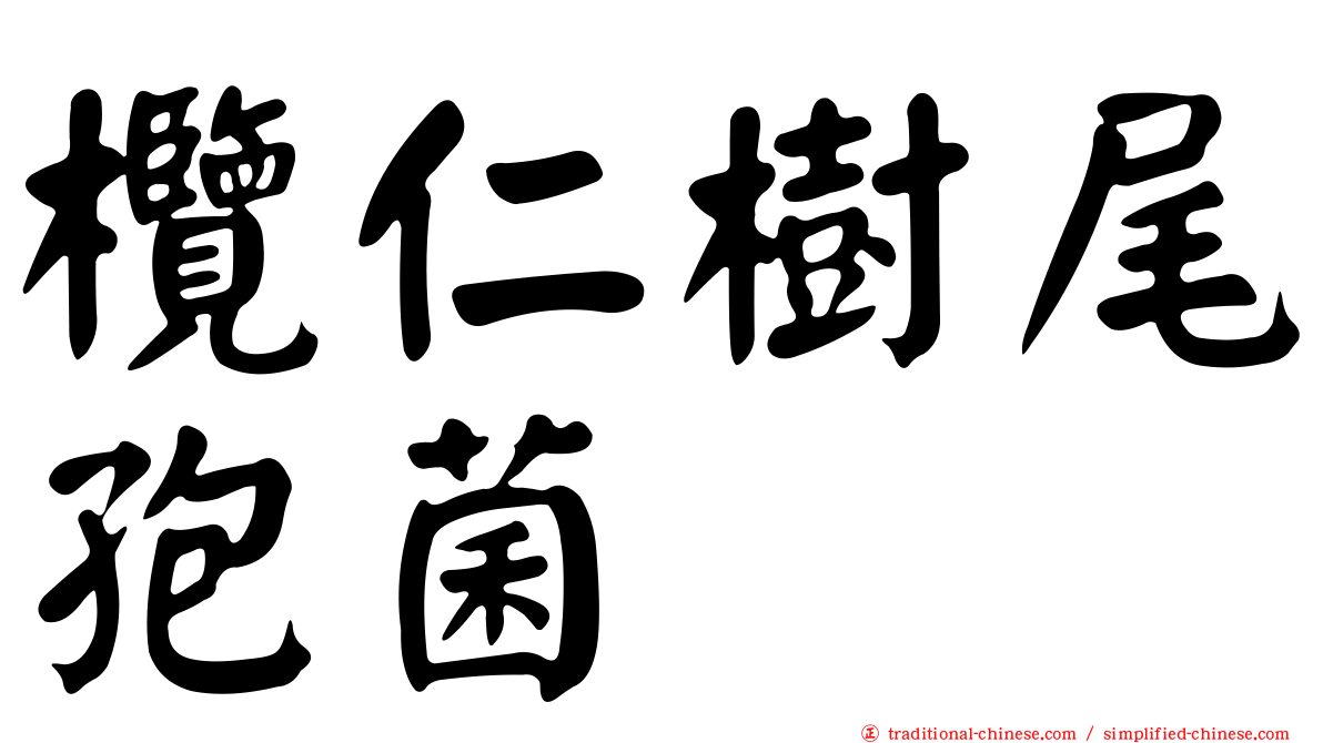 欖仁樹尾孢菌