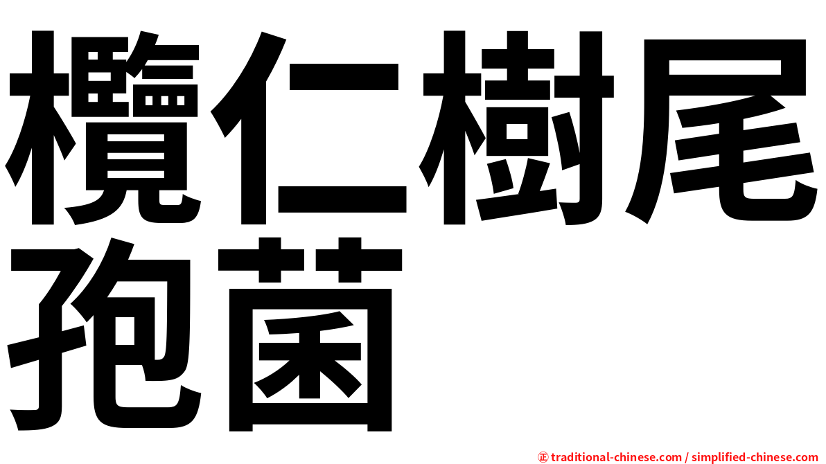 欖仁樹尾孢菌
