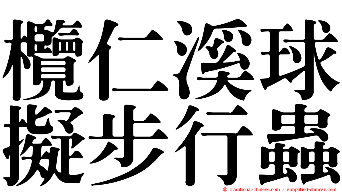欖仁溪球擬步行蟲
