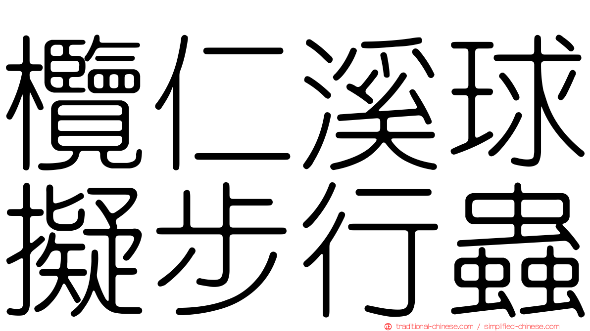 欖仁溪球擬步行蟲