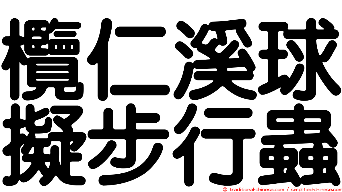 欖仁溪球擬步行蟲