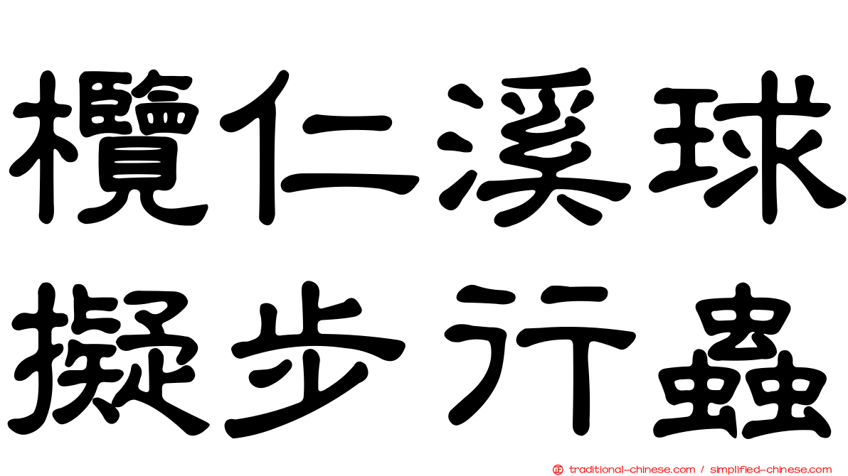 欖仁溪球擬步行蟲