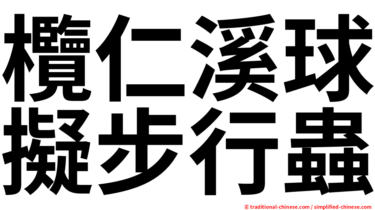欖仁溪球擬步行蟲