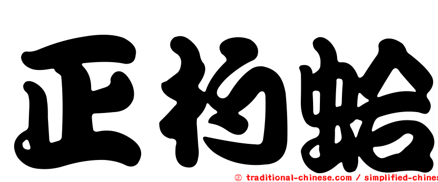 正杓蛤