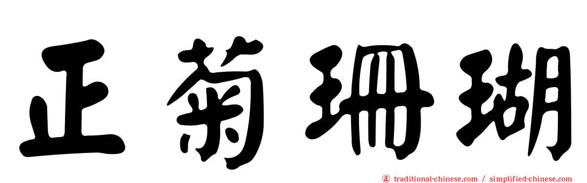 正菊珊瑚