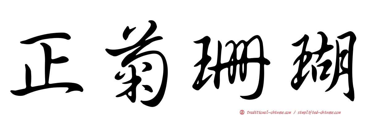 正菊珊瑚