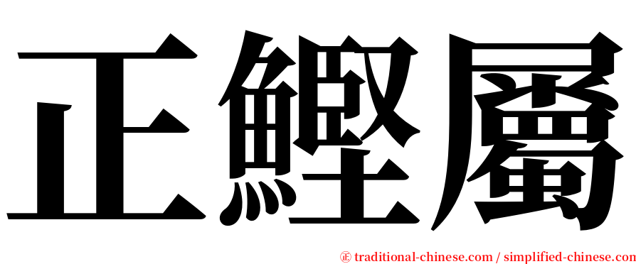 正鰹屬 serif font