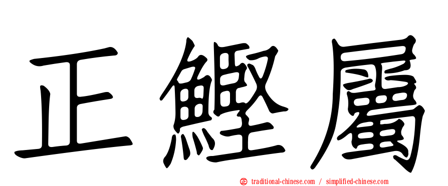 正鰹屬