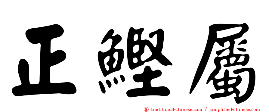 正鰹屬