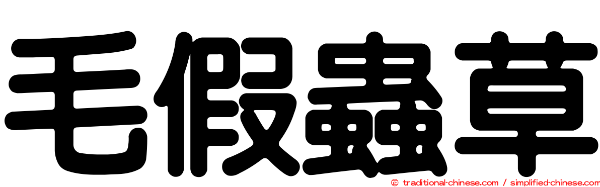 毛假蟲草