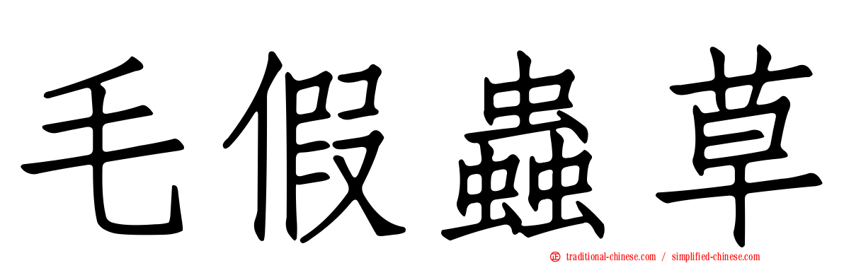 毛假蟲草