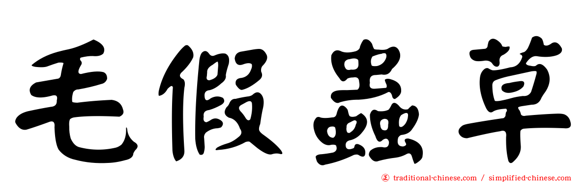 毛假蟲草