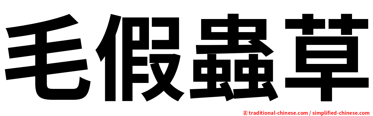 毛假蟲草