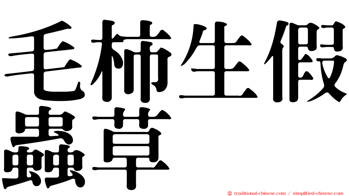 毛柿生假蟲草