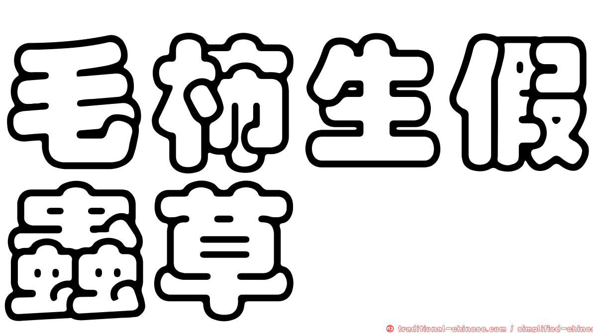 毛柿生假蟲草