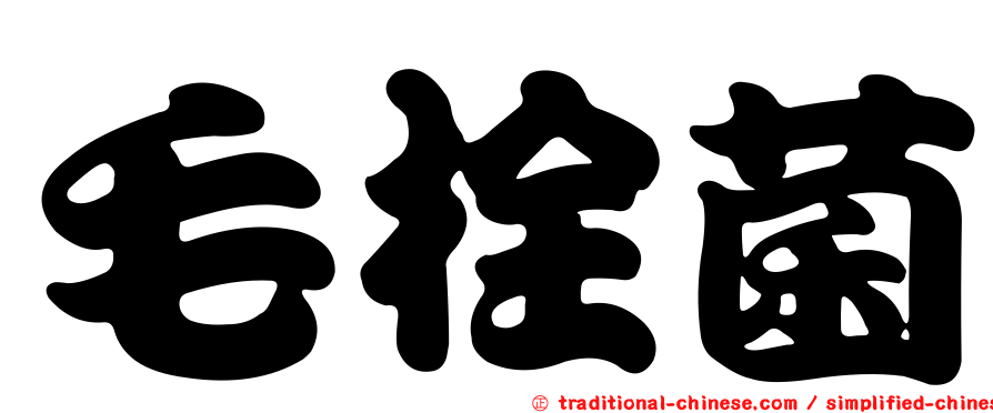 毛栓菌