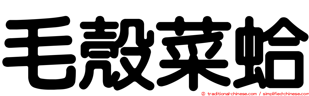 毛殼菜蛤