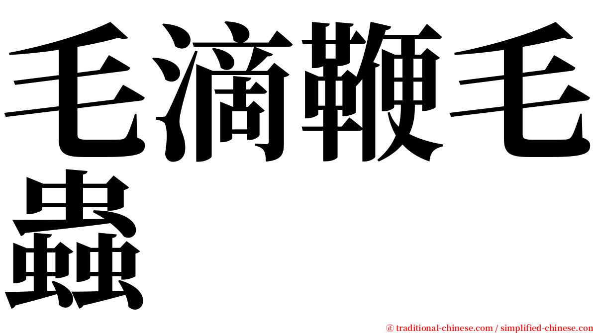 毛滴鞭毛蟲 serif font