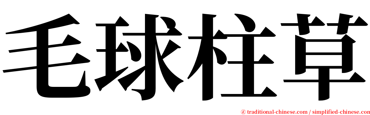 毛球柱草 serif font