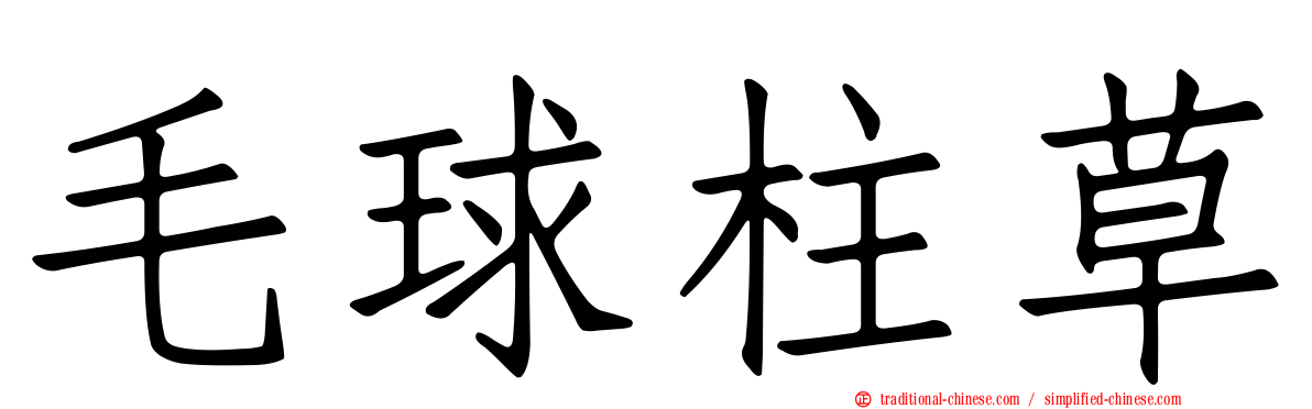 毛球柱草