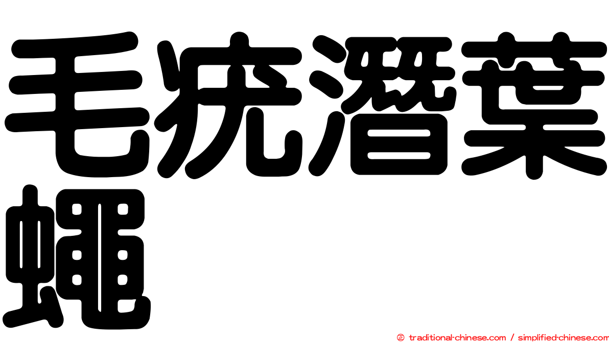 毛疣潛葉蠅
