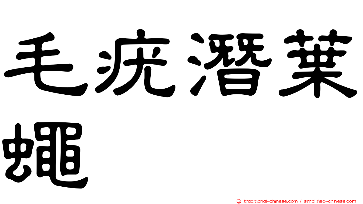 毛疣潛葉蠅