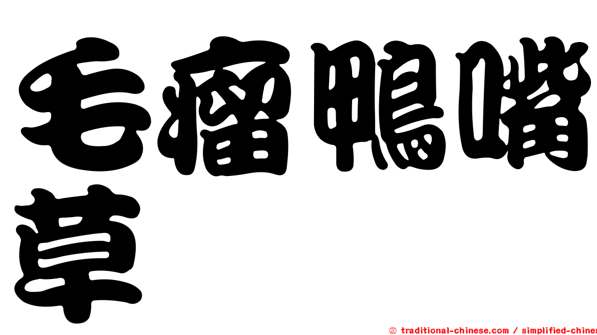 毛瘤鴨嘴草