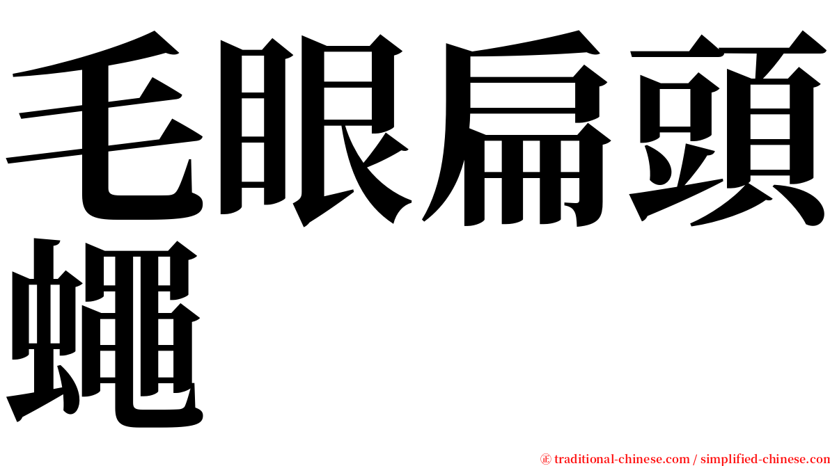 毛眼扁頭蠅 serif font