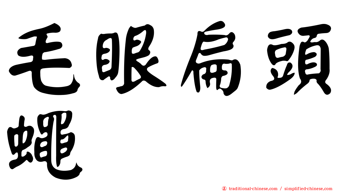 毛眼扁頭蠅