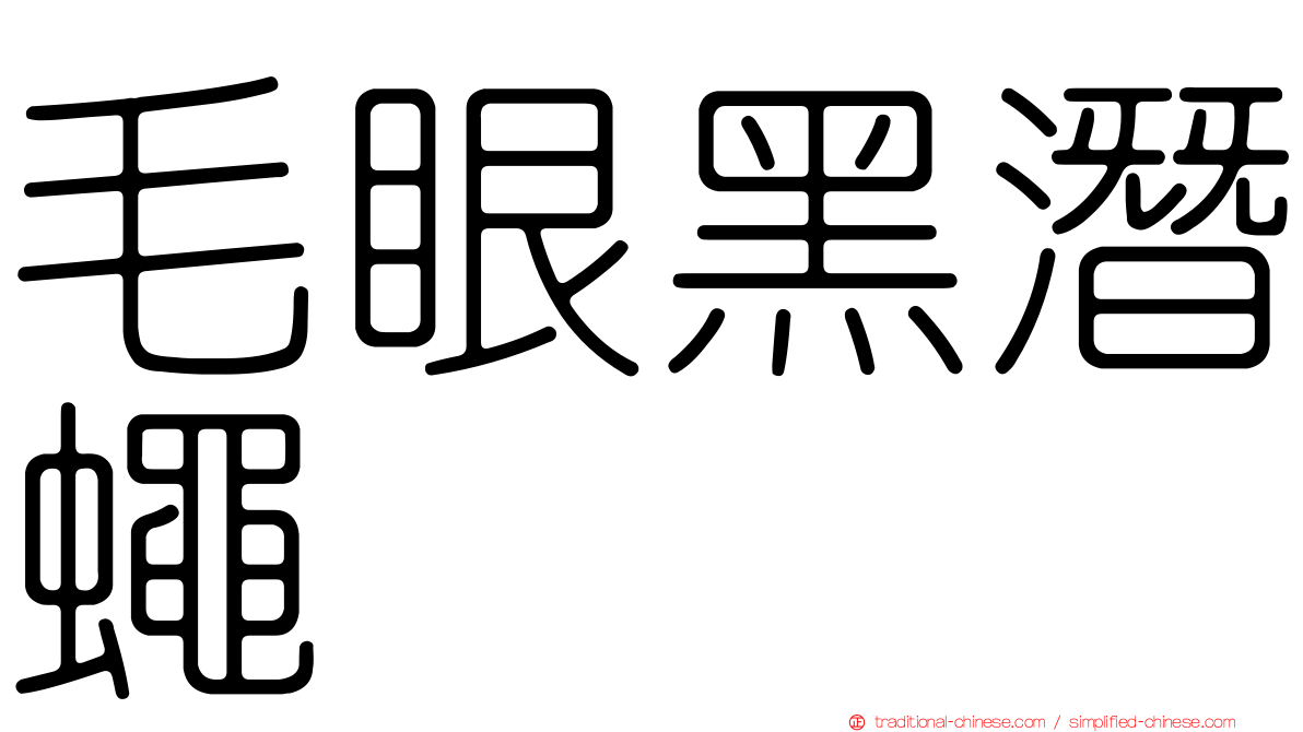毛眼黑潛蠅