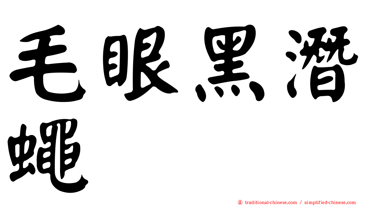 毛眼黑潛蠅