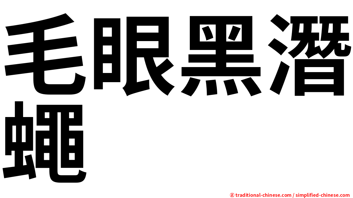 毛眼黑潛蠅