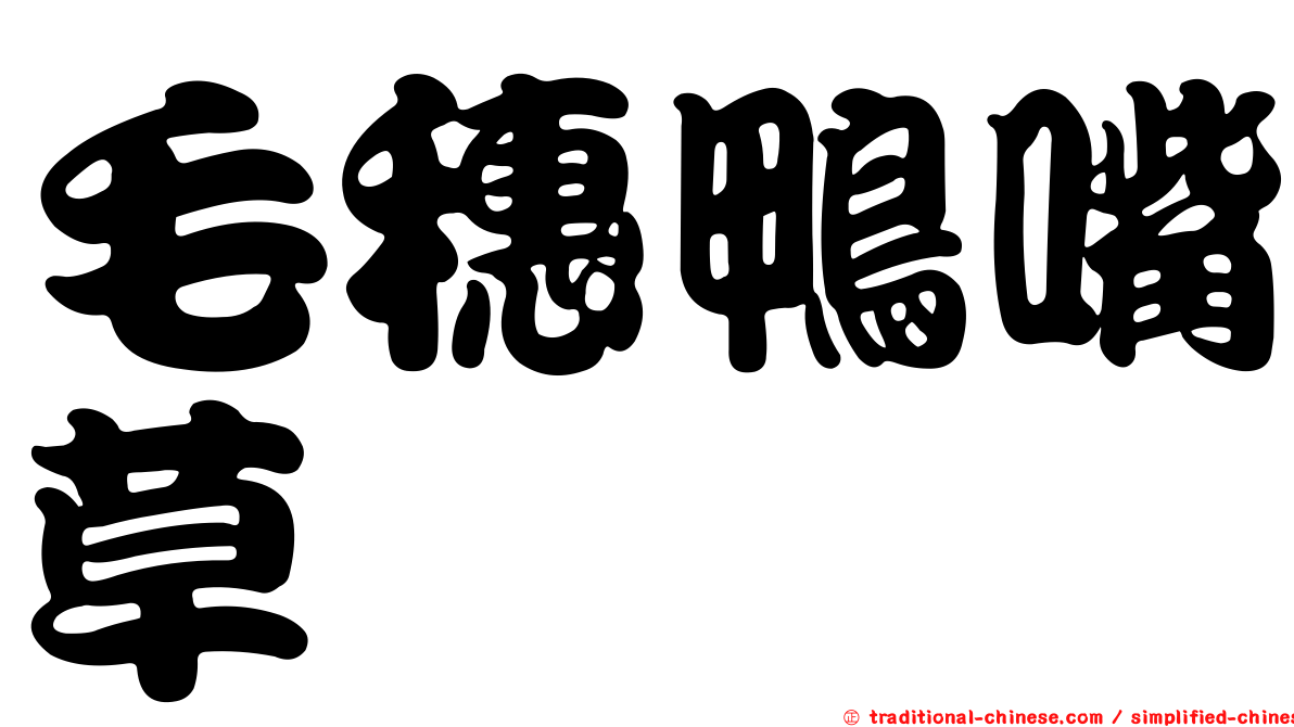 毛穗鴨嘴草