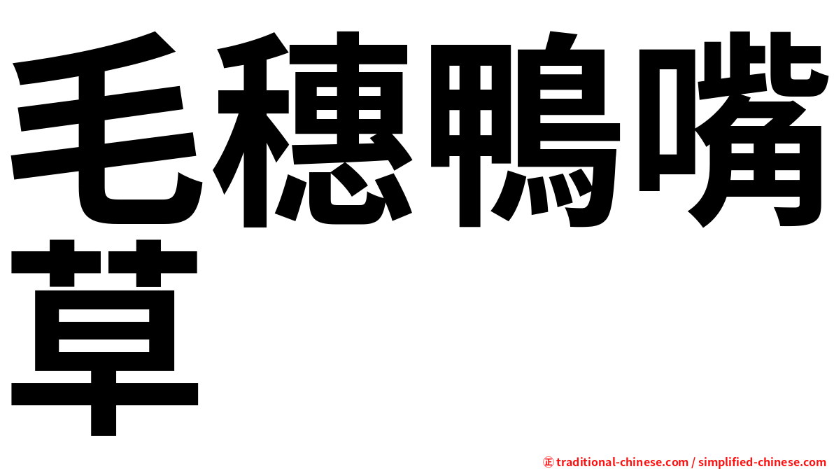 毛穗鴨嘴草