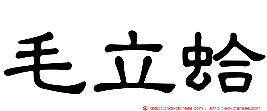 毛立蛤