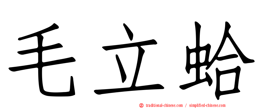 毛立蛤
