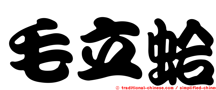 毛立蛤
