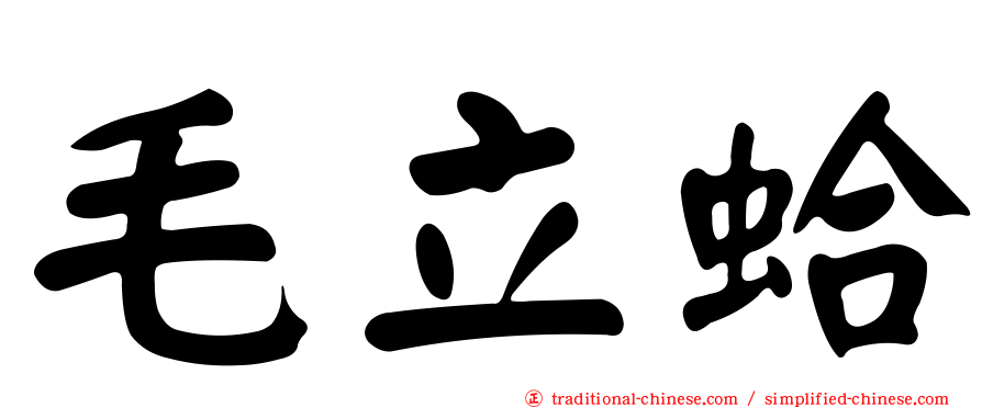 毛立蛤