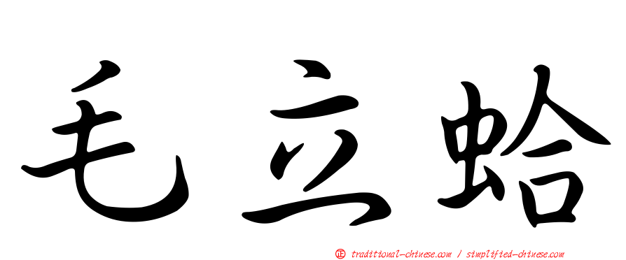 毛立蛤