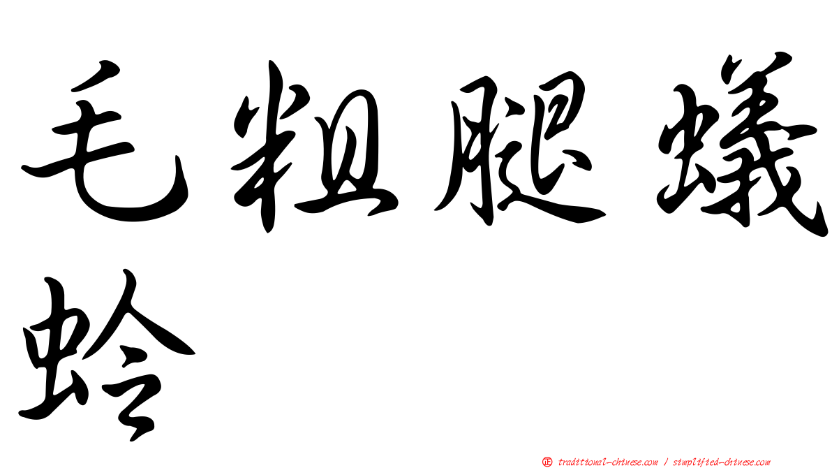 毛粗腿蟻蛉