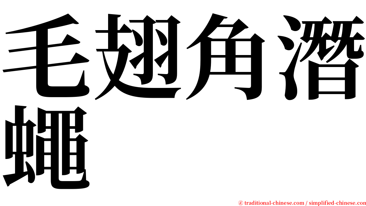 毛翅角潛蠅 serif font