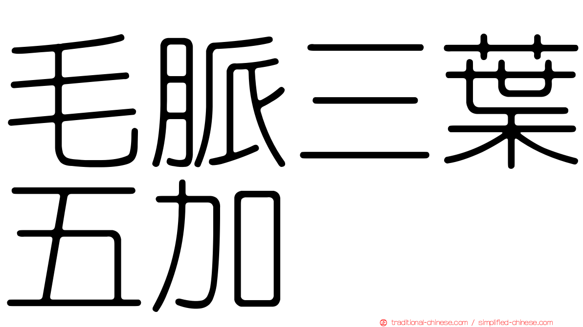 毛脈三葉五加