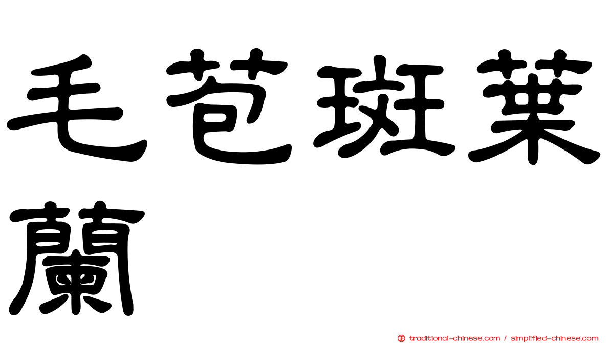 毛苞斑葉蘭